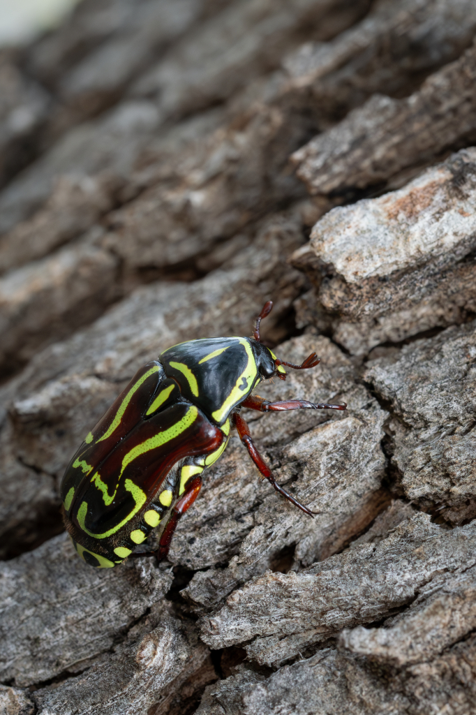 P1141881-Enhanced-NR Eupoecila australasiae.jpg