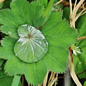 96.JPG