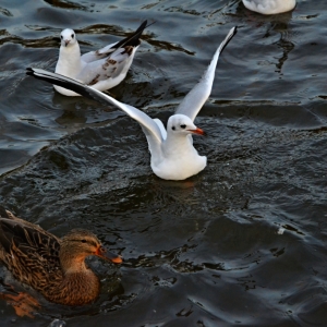 DSC_0248.JPG
