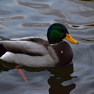 DSC_0282.JPG